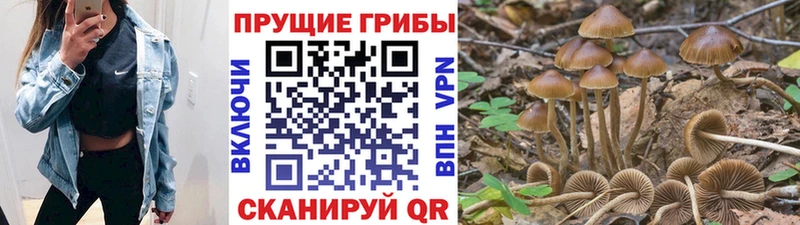 Купить закладки  Ковылкино  Псилоцибиновые грибы Psilocybine cubensis 